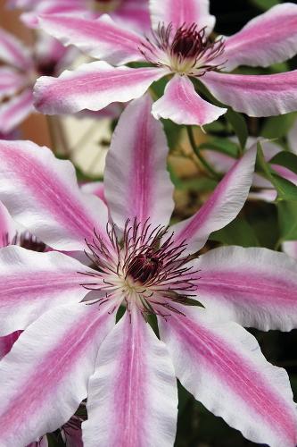 Clematis