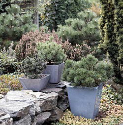 Starke Persönlichkeiten - Edle Pflanzen im Kleinformat