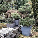 Februar 2015 - Edle Pflanzen im Kleinformat