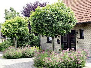 Ein Freund fürs Leben: Der Hausbaum - die Krönung des Gartens