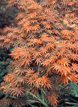 Feuer und Flamme für den Herbst: Ein Gartenfest mit vielen Stars