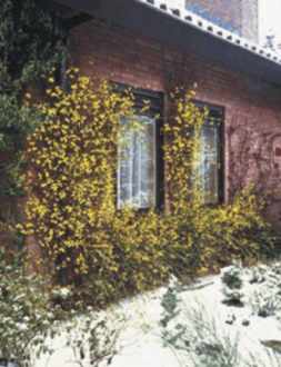 Februar 2016 - Mit Leuchtkraft ins Gartenjahr