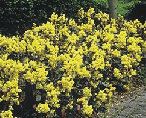 Gartenglück im Frühling
