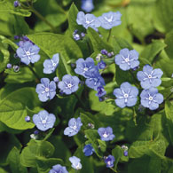 Omphalodes