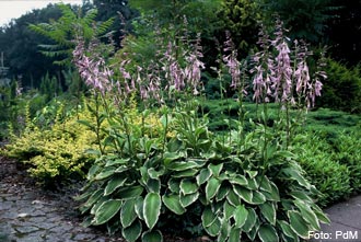 Bäume und Stauden mit dem gewissen etwas
