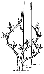 Gartentipps Kletterrosen