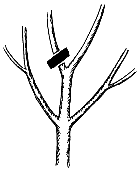 Zwieselbildung verhindern