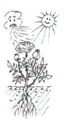 Pflanzanleitung Rosen