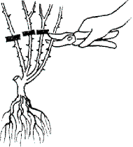 Pflanzanleitung Rosen