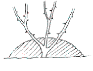 Pflanzanleitung Rosen