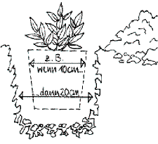 Pflanzanleitung für Stauden 2