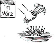 Pflanzanleitung für Stauden 8