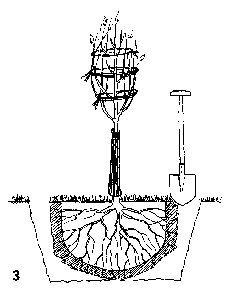 Alte Bäume verpflanzen 3