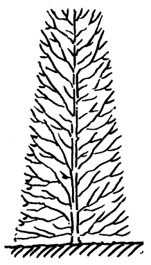 Hecken pflanzen und schneiden