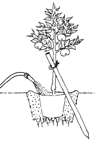 Container-Obstbäume