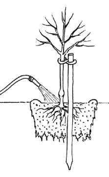 wurzelnackte Obstbäume