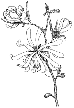 Sternmagnolie