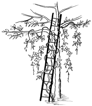 Clematis für die zweite Baumblüte