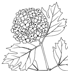 Viburnum opulus 'Sterile'