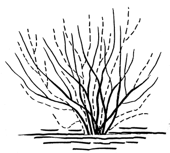 Schnitt der Beerenobst-Büsche