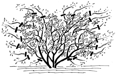 Frühjahrsblühende Waldreben