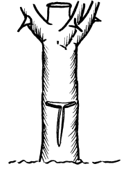 Rosen veredeln - T-Schnitt