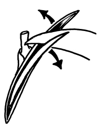 Rosen veredeln - Holz auslösen