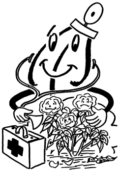 Rosen - wichtige Krankheiten und Schädlinge