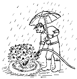 Rhododendron pflanzen