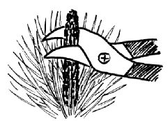 Schnitt von Ziergehölzen