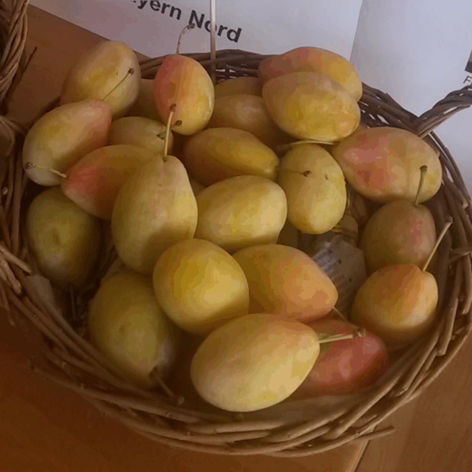 Prunus dom. 'Tipala'