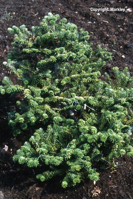 Abies koreana 'Taiga'