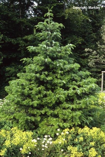 Abies nordmanniana