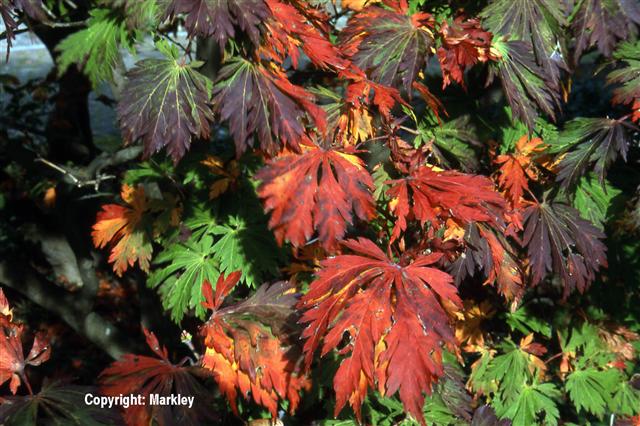 Acer japonicum 'Aconitifolium'