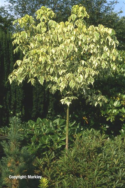 Acer negundo 'Aureovariegatum'