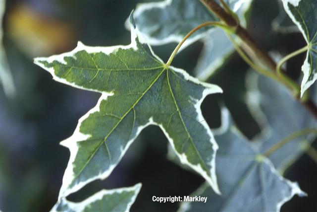 Acer platanoides 'Drummondii'