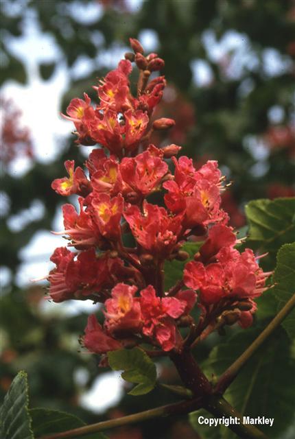 Aesculus carnea 'Briotii'