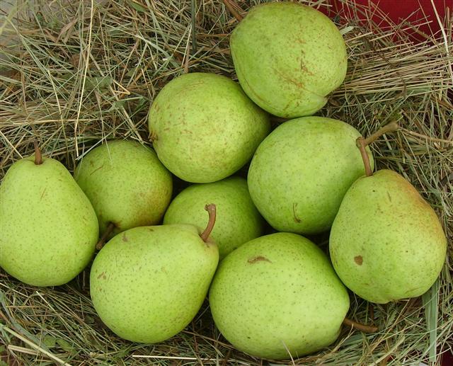 Pyrus com. 'Alexander Lukas'