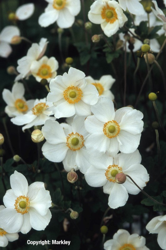 Anemone japonica 'Honorine Jobert'
