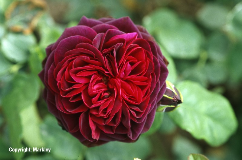 Rosa 'Astrid Gräfin von Hardenberg' -R-