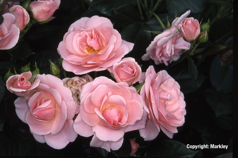 Rosa 'Astrid Lindgren' -R-