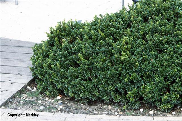 Berberis buxifolia 'Nana'