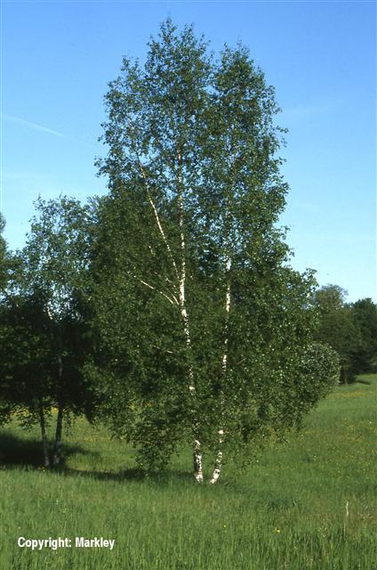 Betula pendula