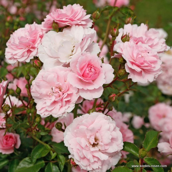 Rosa 'Bonica 82' -R-
