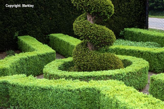 Buxus sempervirens 'Suffruticosa'