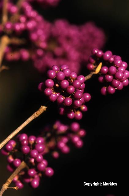 Callicarpa bodinieri var. giraldii