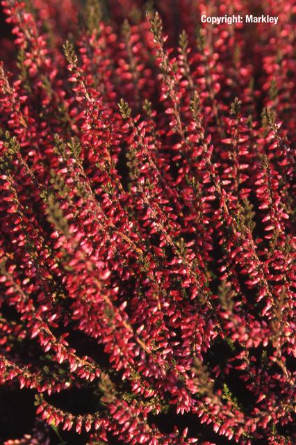 Calluna vulgaris 'Aphrodite'