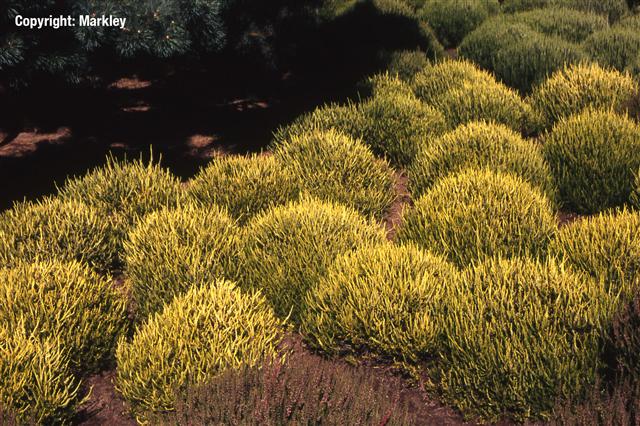 Calluna vulgaris 'Sandy'