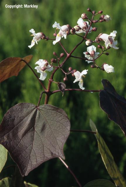 Catalpa erubescens 'Purpurea'