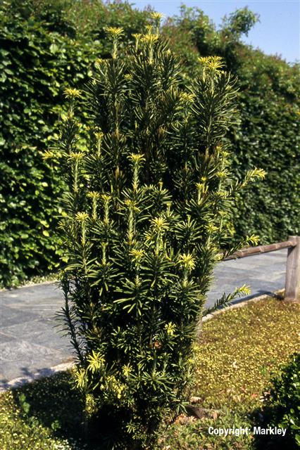 Cephalotaxus harringtonia 'Fastigiata'